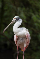 Roseate Spoonbill