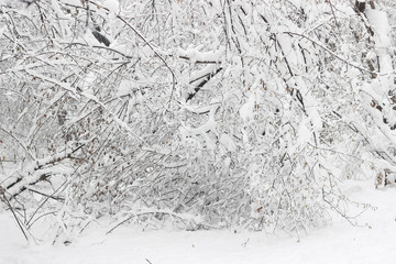 Snow covered trees woods forest bare winter white