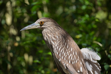 Heron in mangrove 