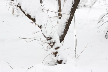 Snow covered trees woods forest bare winter white