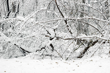 Snow covered trees woods forest bare winter white