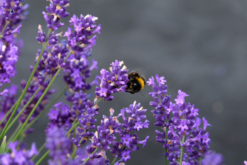 Lavender and Bees