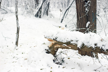 Broken snow covered tree heavy snowfall