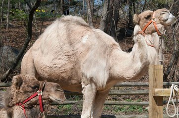 Two Camels One Hump