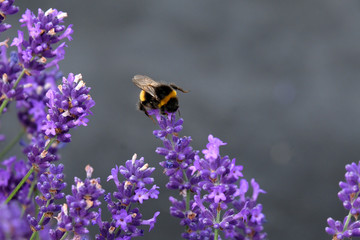 Lavender and Bees