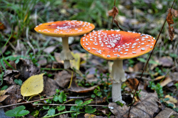 Amanita