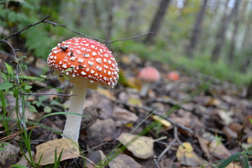 Amanita