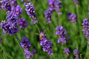 Lavender and Bees