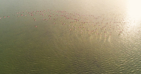 flying flamingo on green lake with sunset , drone view 