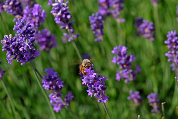 Lavender and Bees