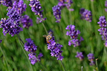 Lavender and Bees