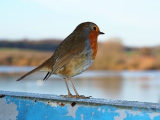 Robin (Erithacus rubecula) perched on a blue metal frame looking away from the camera