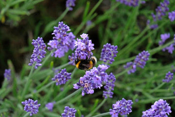 Lavender and Bees