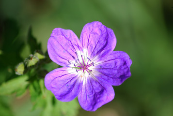 Obraz premium flor morada
