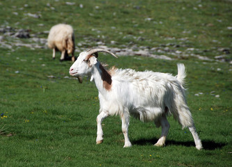 Fototapeta premium cabra en el monte
