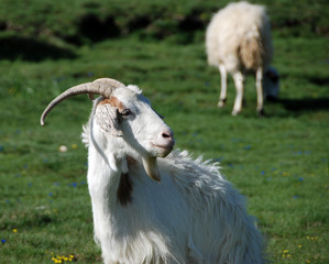 goat in spain