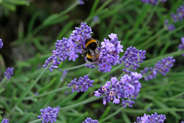 Lavender and Bees