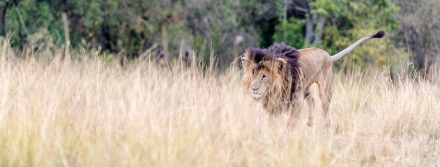 African Lion Walking in Grasslands Web Banner