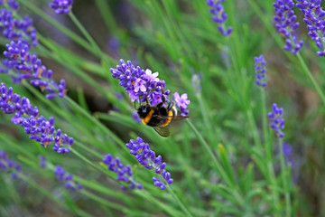 Lavender and Bees