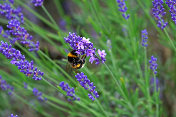Lavender and Bees