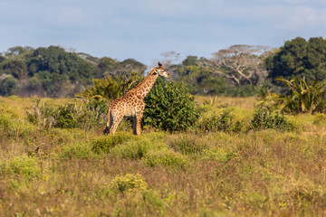 Giraffe 17