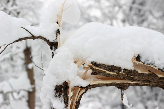 Broken snow covered tree heavy snowfall