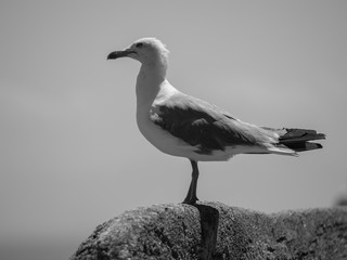 seagull