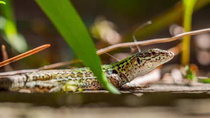 lizard