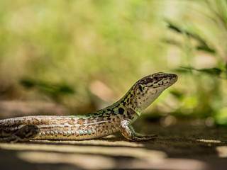 lizard