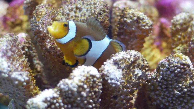 Beautiful fish in the aquarium on decoration  of aquatic plants background. A colorful  fish in fish tank.