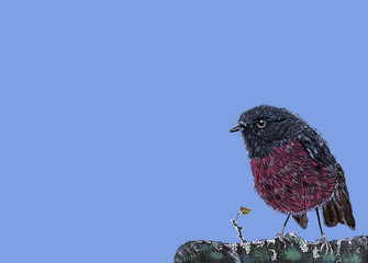 Hand drawn Spring Pink Robin Bird sitting On Green Branch. Hand Painted Petroica rodinogaster isolated on blue background with copy space for text - Illustration. 
