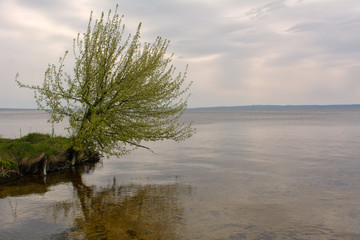 Fototapeta na wymiar Tree on the bank of the river