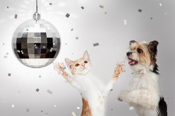 Dog and Cat New Years Celebration Party