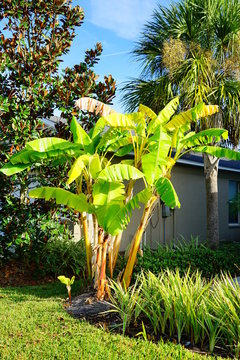 Musa Basjoo Banana Tree, Taken In Tampa Florida