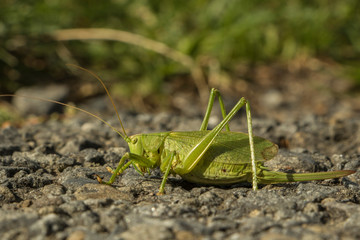 grasshopper on grass