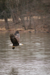 Eagle and the Turtle
