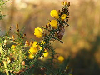 Yellow flowers and thorns on a gorse bush (Ulex europaeus)