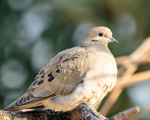 Mourning Dove
