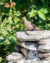 Mourning Dove