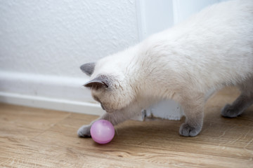 British kitten playing with a ball