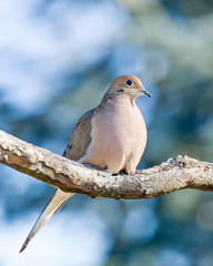 Mourning Dove