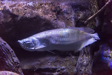 fish swimming in aquarium