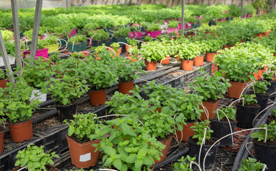 Fototapeta na wymiar Seedlings of spearmint growing in pots in sunny greenhouse