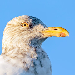 Sea Gull