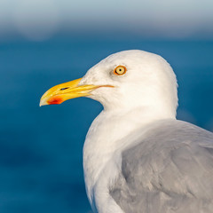 Sea Gull