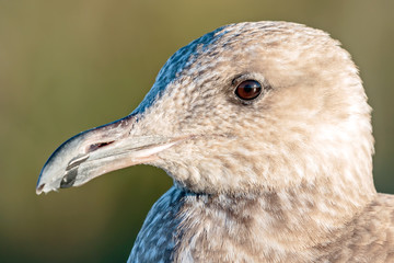 Sea Gull
