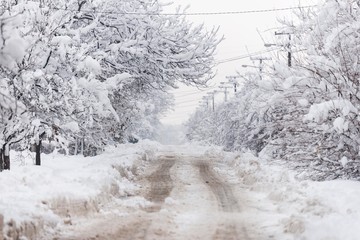 winter rural village road with trees.