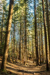 coniferous forest of trees with a full frame trail
