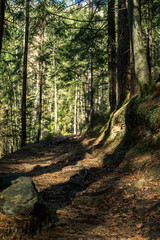 the shadows of the trees on the path