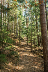 Obraz premium coniferous forest of trees with a full frame trail